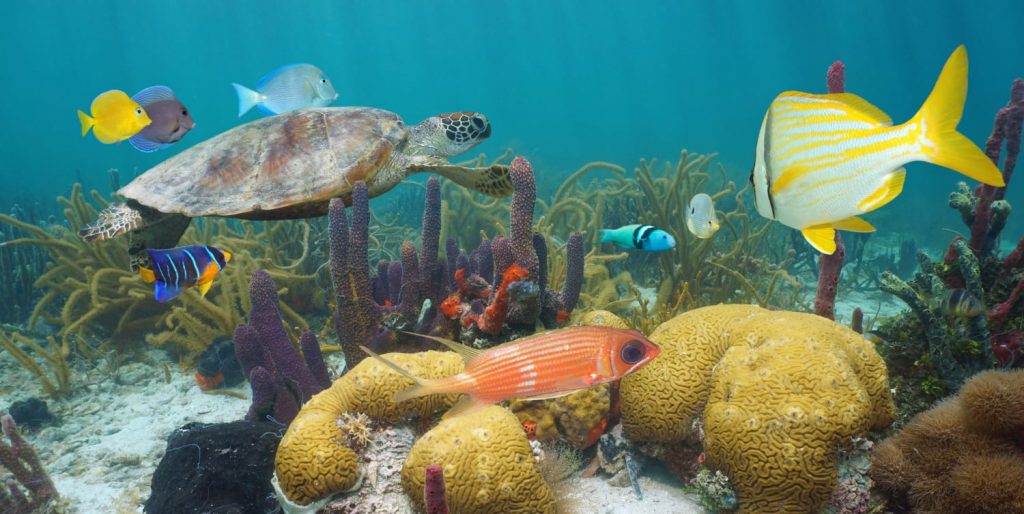 Discover the sea life in the Mexican Caribbean