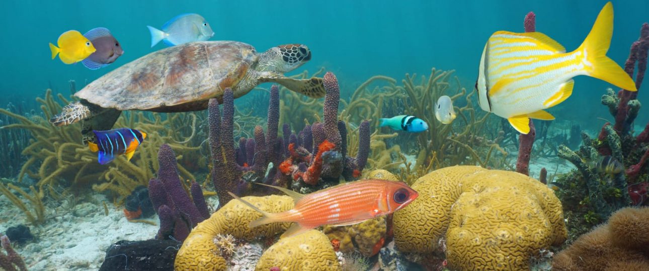 Discover the sea life in the Mexican Caribbean